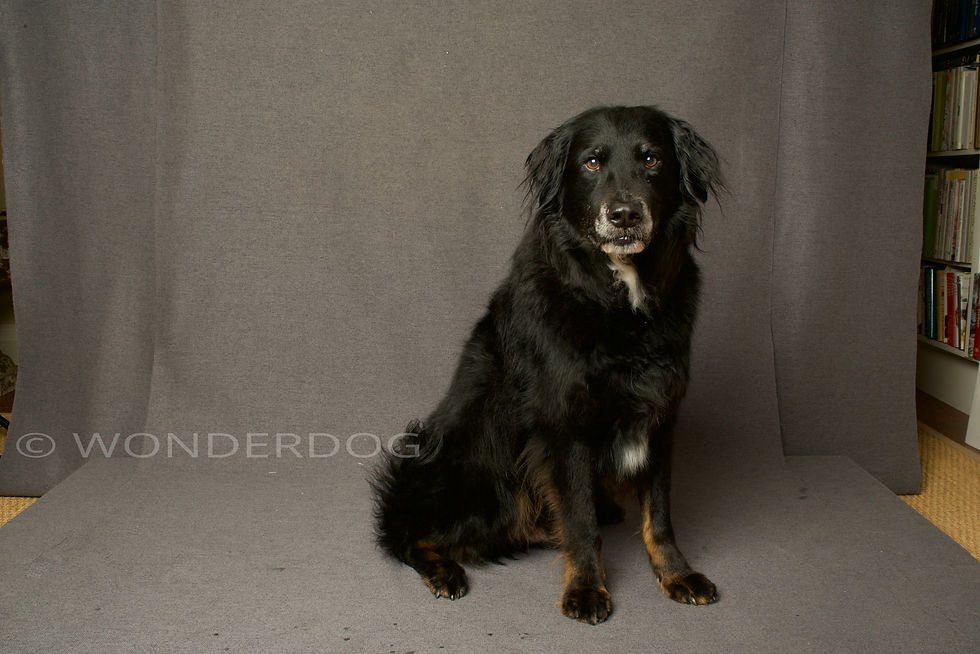 011A3375-4EEF-47A7-99B3-8B3344E24175_1_201_a