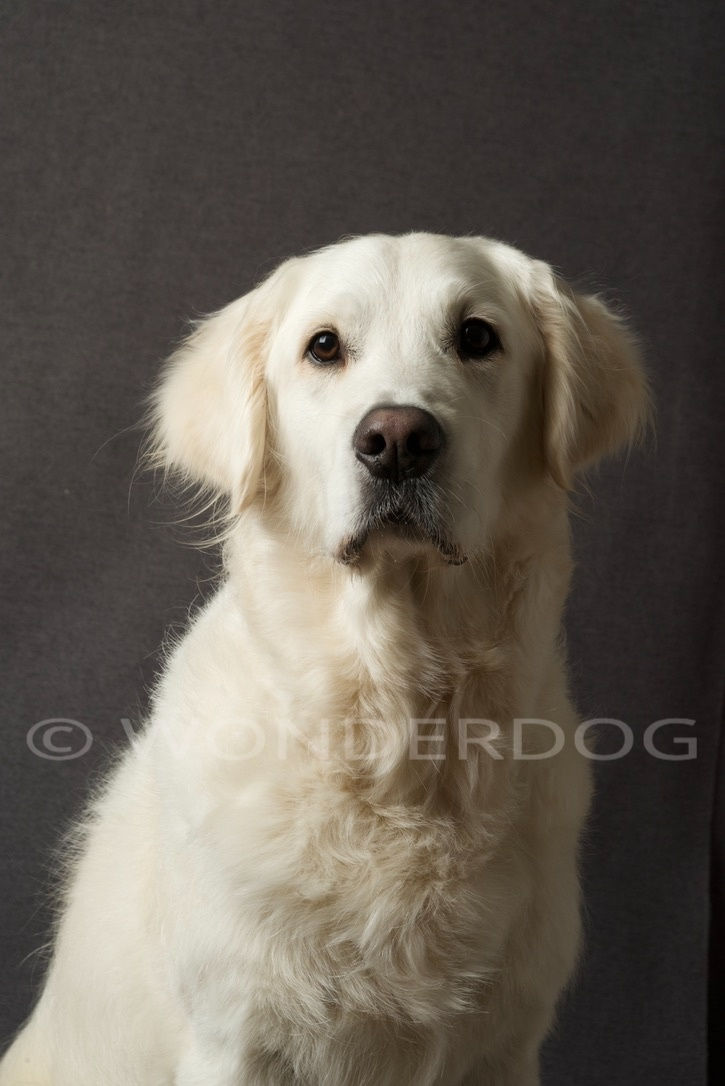 4C30964E-C380-404B-872F-4F1B98EB84B8_1_105_c