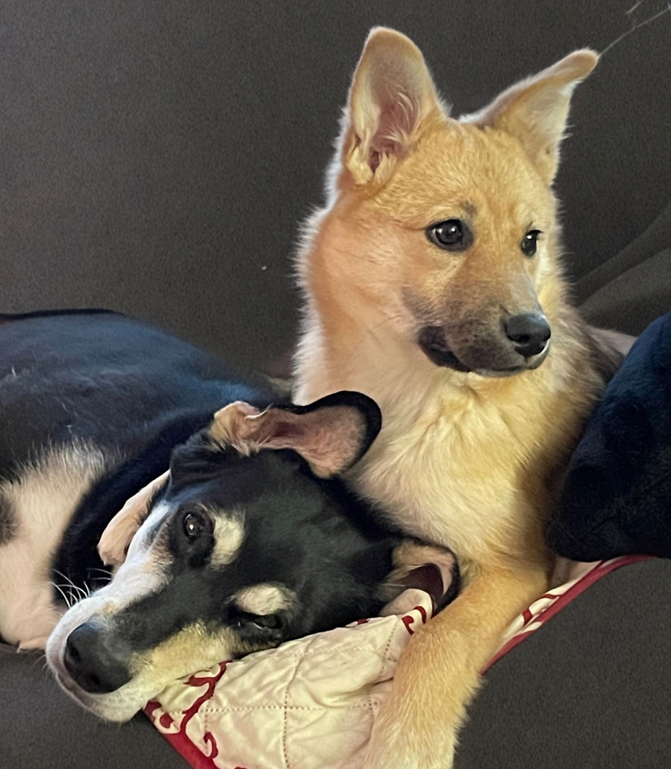 Two dogs cuddle on a brown couch by a window: a tan dog sits over a black-and-white dog resting on a patterned pillow.