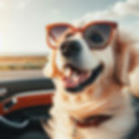 LUNETTES POUR CHIEN-Réf : DAA240015