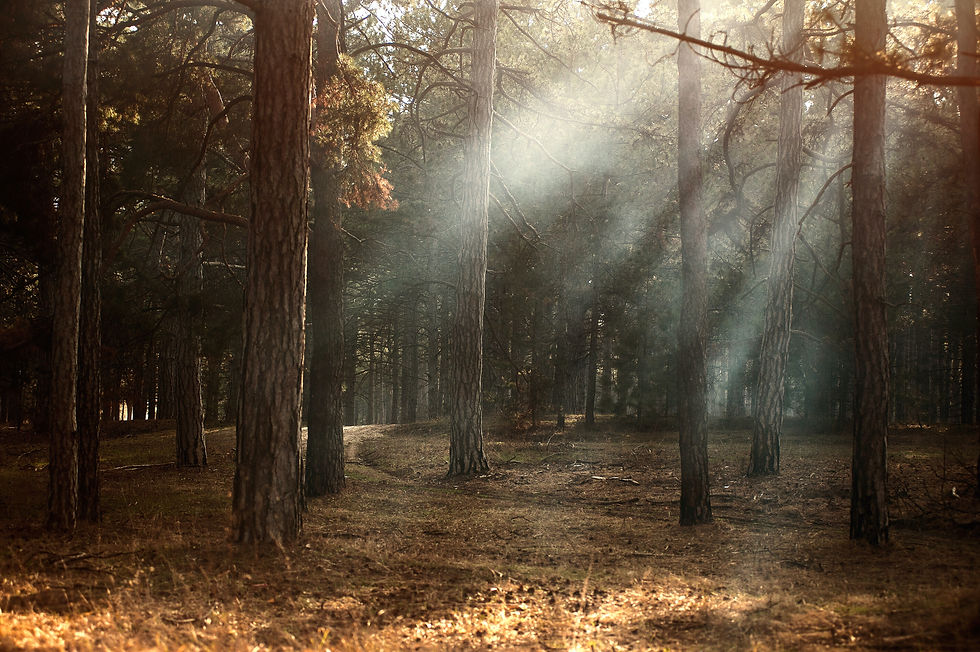Sunlight dimly shines through treetops to light an area os woods which has derby on the forest floor, hinting that it is late fall