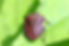 ree