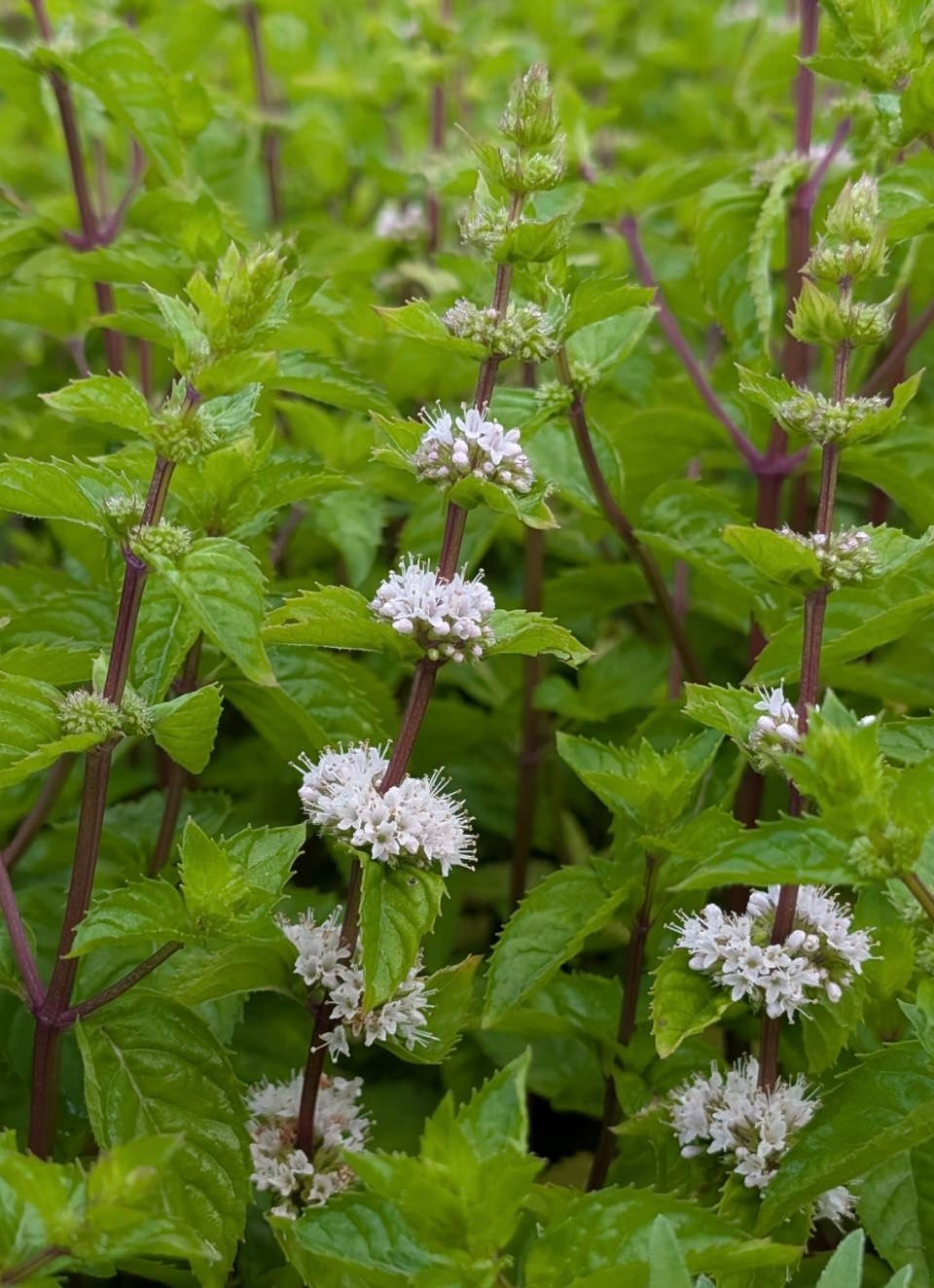 花が咲き始めたミントたち