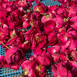 今年もあと1ヶ月！昨年の周年リキュールの振り返りです！