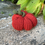Thumbnail: Knit Pumpkins