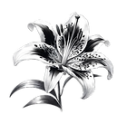 DALL·E 2023-11-27 12.19.00 - A sketch of a single stargazer lily flower in black and white