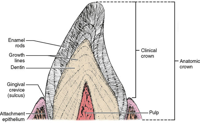 Interlocking Enamel Rods Enamel - The hardest structure of human body | Oral Anatomy