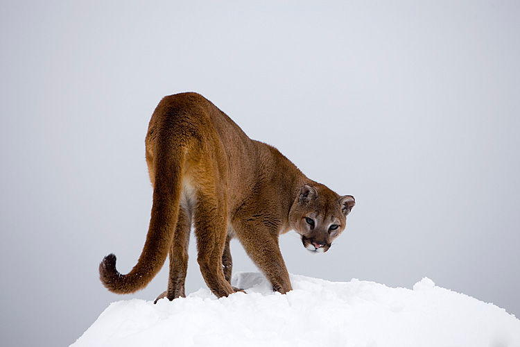 MOC Zuckerman on Composition Negative Space 15-1