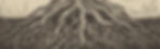 roots_edited.jpg