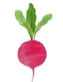 Rote Bete - Bewusst. Bunt. Gesund.
