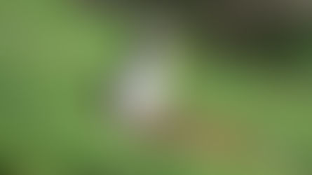 Skomer Island: challenges and opportunities in the face of climate change