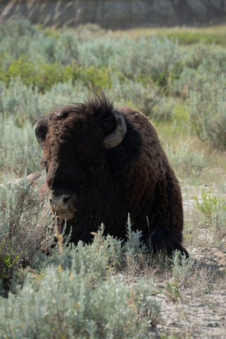 COMING SOON!! Big Sky Beauty