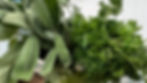 herbs.jpeg