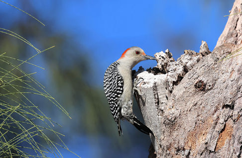 Red-bellied Woodpecker (2)