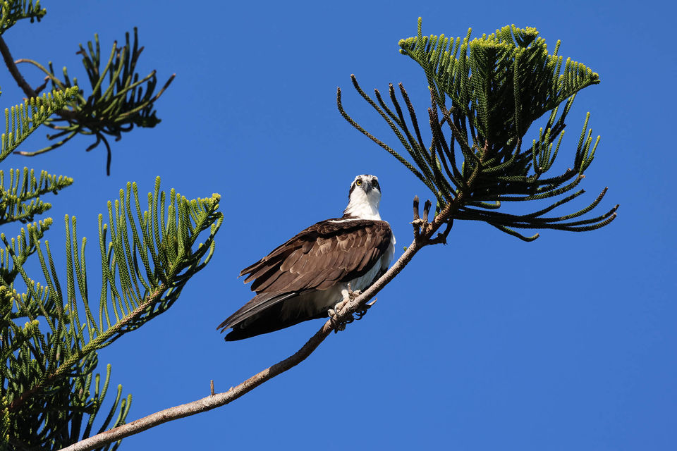 Osprey