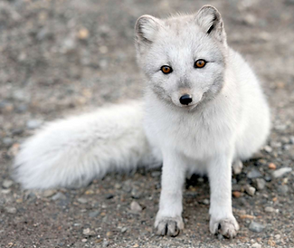 Graying Arctic Fox.png