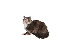 IMG_2453_edited.png