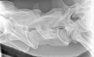 Cilia_Simone_Saura_10-11_edited.jpg
