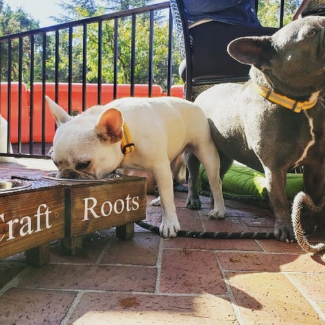 The Best Dog-Friendly Restaurants in the Bay Area