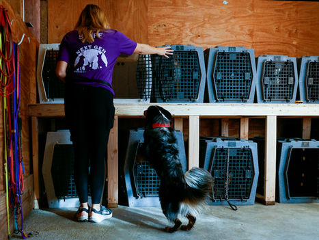 Dog Boarding: Questions & Answers