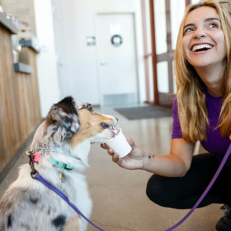 A Dog Trainer's Journey into Balanced Training