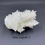 Thumbnail: White Aragonite