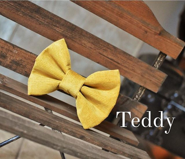 Thumbnail: Teddy