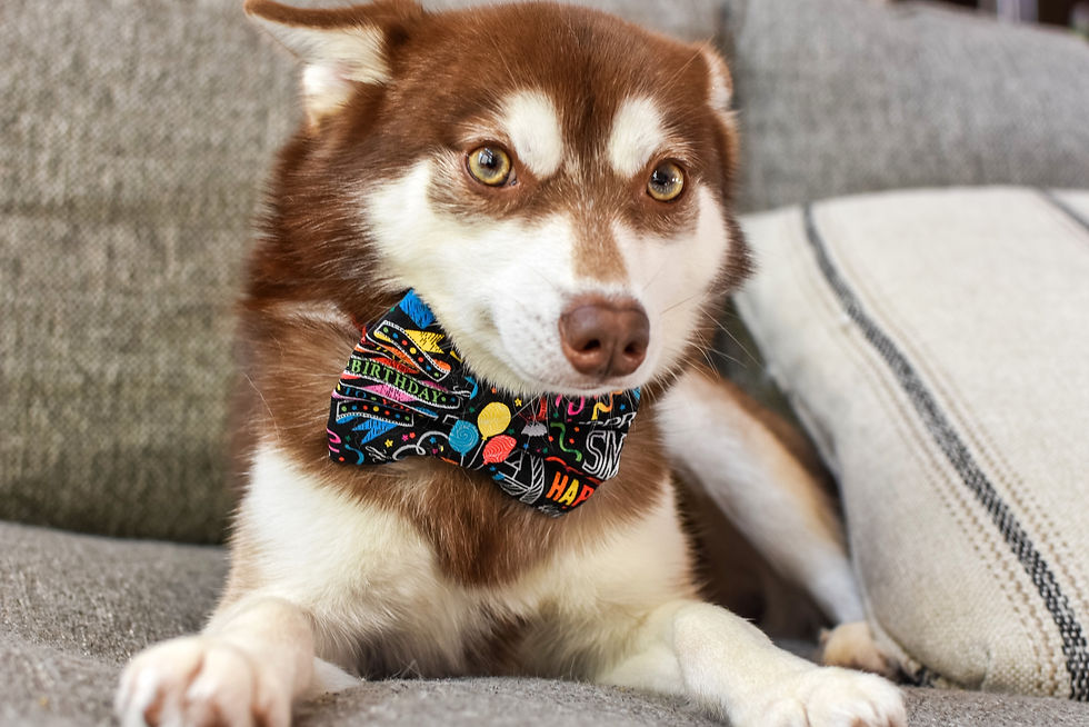 Thumbnail: Barkday!