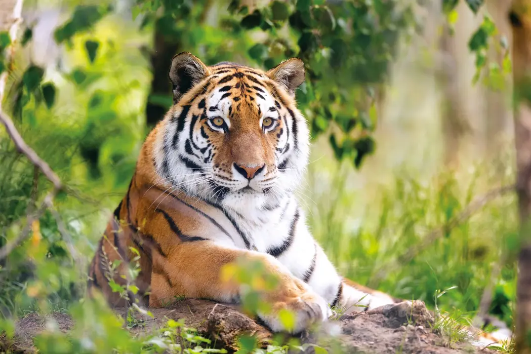LAVEBA-Walter-Zoo-AG-liegender-Amurtiger