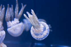 School of Jellies