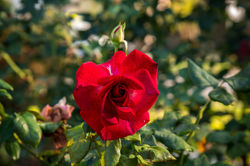 IMG_0088