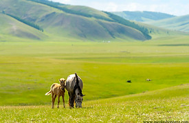 Mongolia-68_GF.jpg