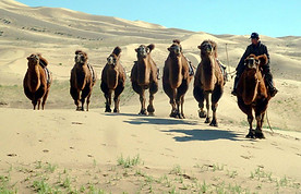 chameaux de bactriane mongolie, chameau