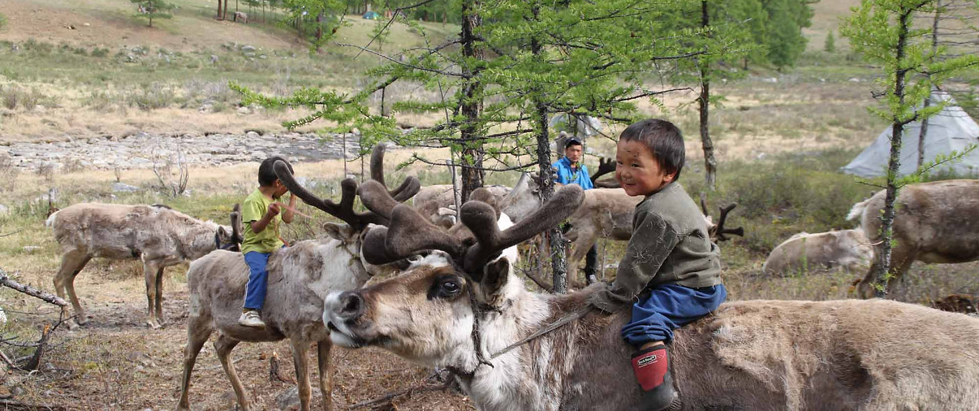 Tsataans eleveurs de rennes en mongolie,