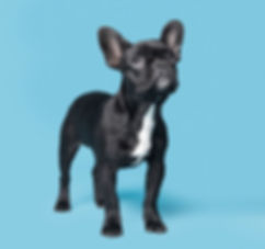 black and white dog