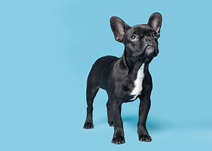 Puppy