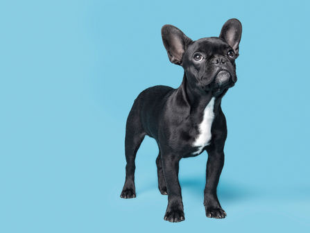 Les brachycéphales, les bouledogues quoi!