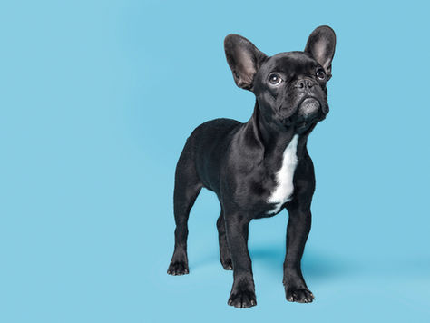 Your Dog is Smarter than You Think He Is: Six Ways to Put Your Dog´s Intelligence to Work