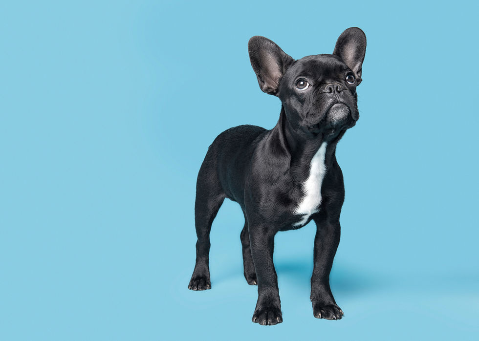 If you love animals try these games