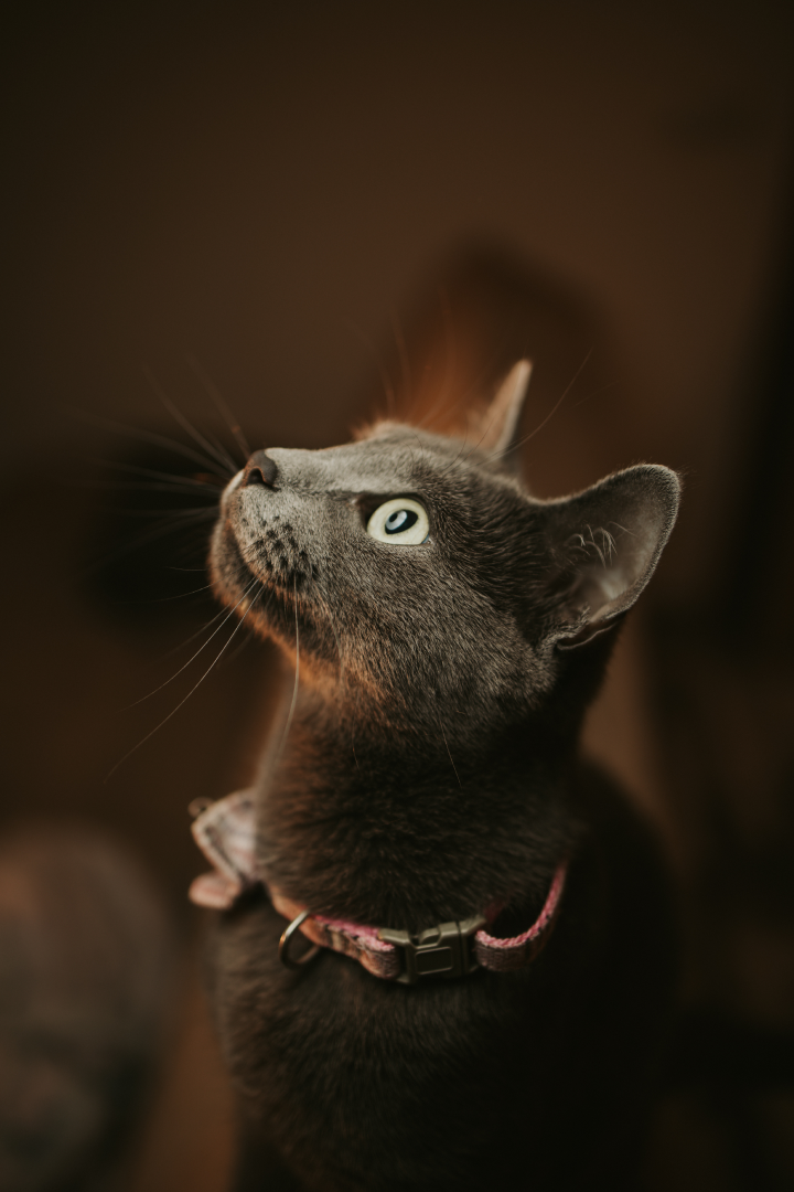 closeup-shot-black-cat-with-green-eyes 1