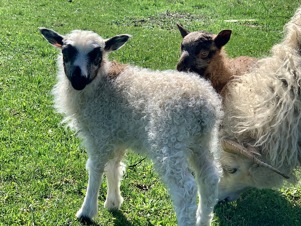 Thumbnail: 2025 Lambs and Sheep Deposit 
