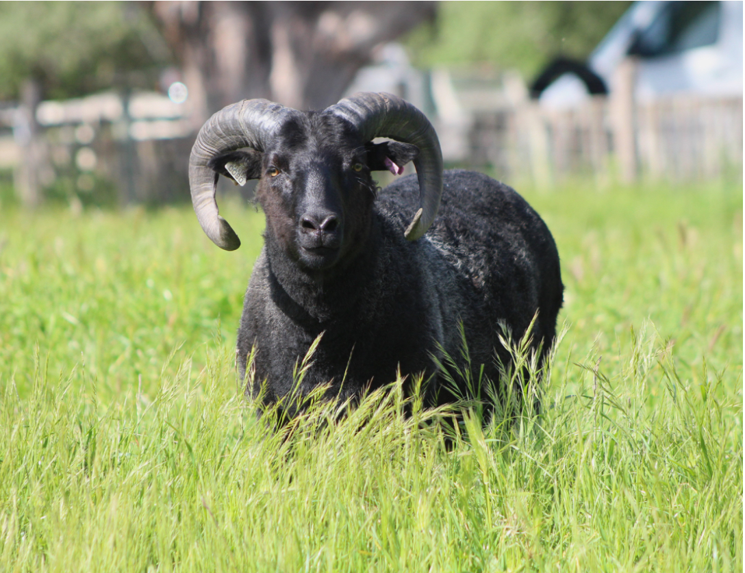 Writer: Sheep Bolus Company 