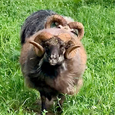 A ‘Mean’ Ram Returns Home. An Update on Ragnar.