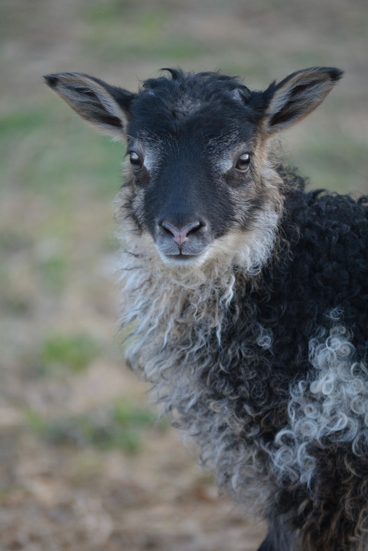 2025 Lambs and Sheep Deposit 