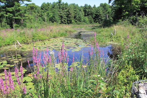 Ottawa Area