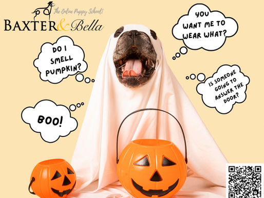 Halloween With Your Puppy: Your Game Plan for a Calm, Safe Night