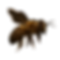 ABELHA 1.png
