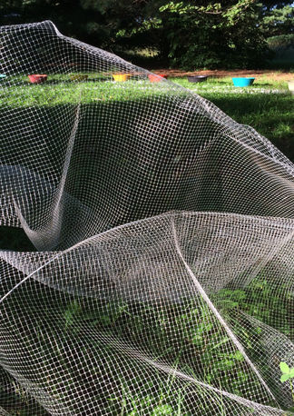 NUBE - QUEBEC 2017 - PAULINA WEBB