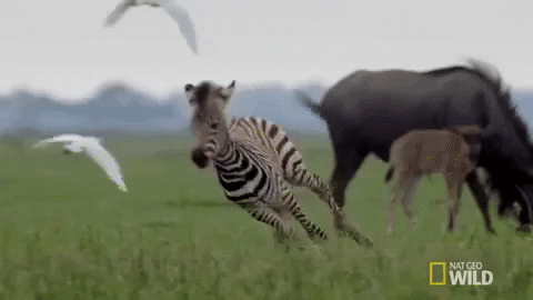 giphy (1).gif
