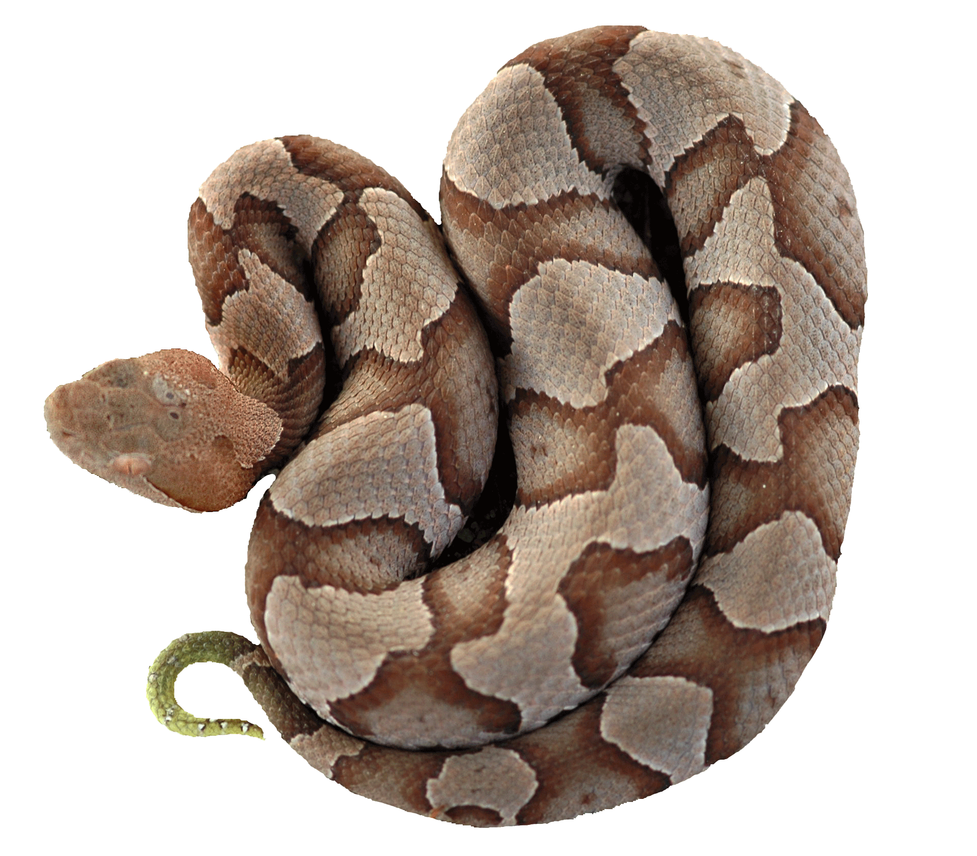 copperhead2.gif